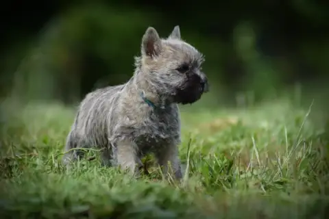 Cairn Terrier photo 2