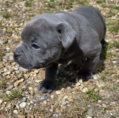 Staffordshire Bull Terrier  B