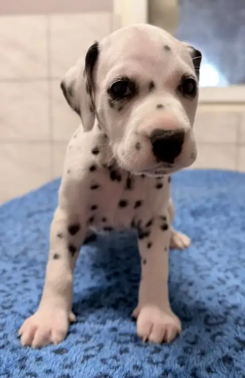 Dalmatien  Chiot N°7 Valma'S Signature