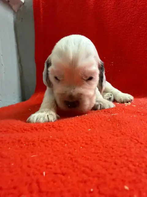 Cocker Spaniel Anglais  Chiot N°2 Du Moulin De Madjur a636b