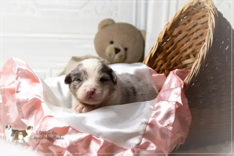 Berger Australien  Chiot N°2 Des Légendes De Maika