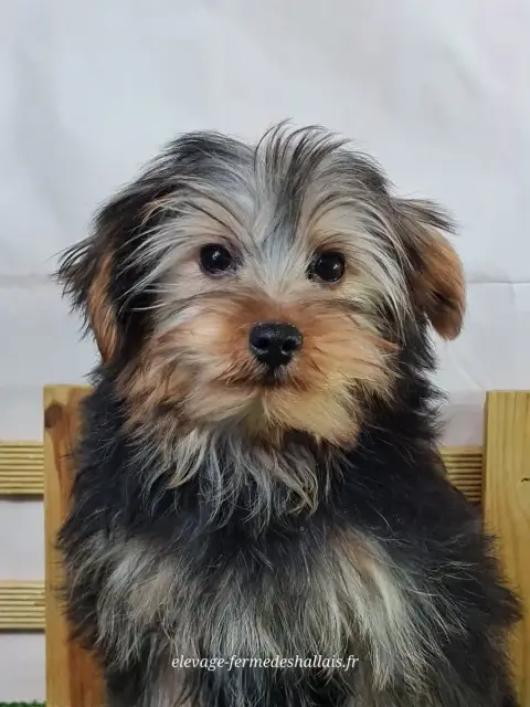 Yorkshire Terrier  Al Pacino Du Mont De La Chenaie