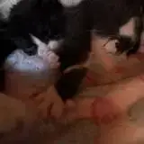Chat Banane À La Réservation