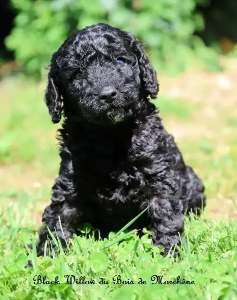 Caniche  Black Willow Du Bois De Morchène