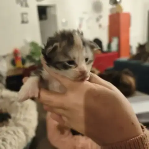 Chatons Recherche Leurs Familles