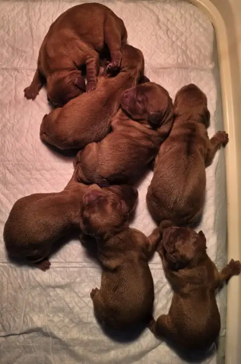 Cavalier King Charles Spaniel  Chiot N°6 Vom Der Rite 63741