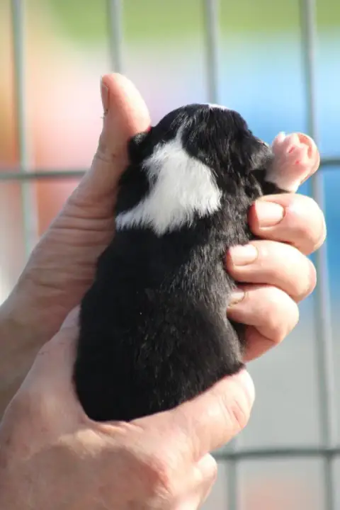 Berger Américain Miniature  Chiot 5 Des Romarins De M 5d7ab photo 3