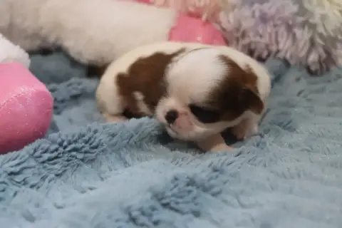 Shih Tzu  Belette De La Ferme Des Mottes photo 3