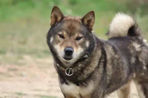 Shiba  Fauve Des Gardiens De Juri photo 3