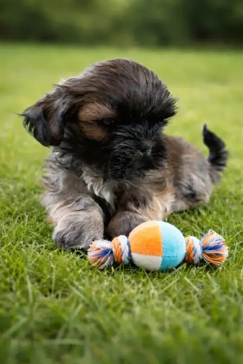 Shih Tzu