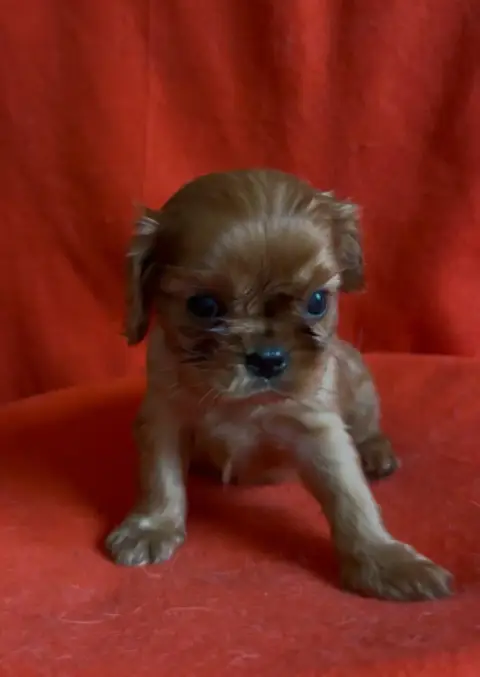 Cavalier King Charles Spaniel  Chiot N°2 Du Souvenir  ac710 photo 3