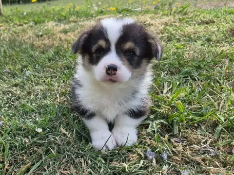 Welsh Corgi Pembroke  B... De Paline