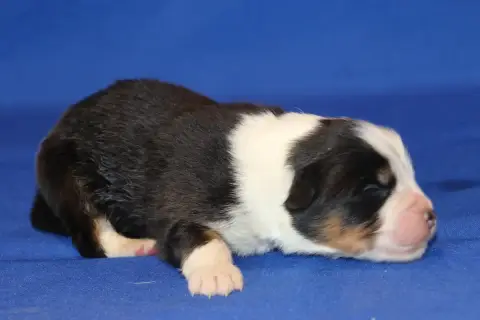 Berger Australien  Chiot N°4 Du Domaine De La Canurie 7dc09 photo 3