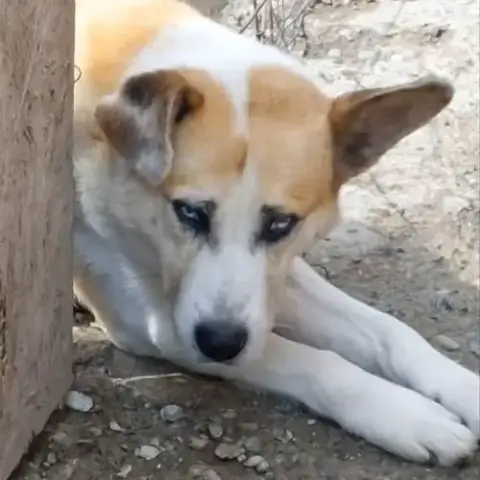 Vicking 40Kg De Tendresse Pure, À L'Adoption