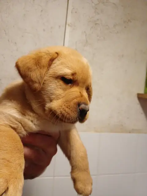 Labrador Retriever  Collier Violet Des Bords De L'Aub ec5a8