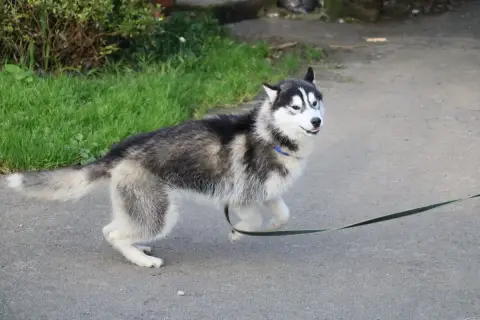 Siberian Husky  Alto Noir Et Blanc Des Legendes Du Tr df6dc photo 2