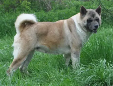 Akita Americain  Alesia Des Marais De Courmont photo 2