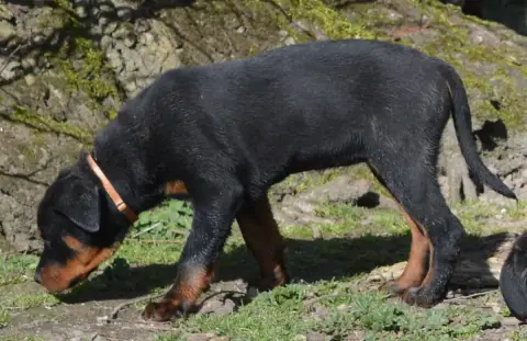 Rottweiler  Azilé Des Cheuns Du Saintonge