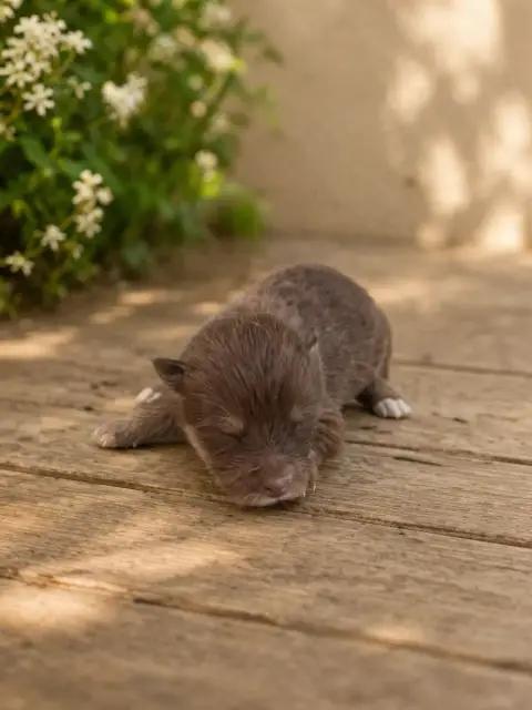 Chien Finnois De Laponie 
                        Chi a96a5