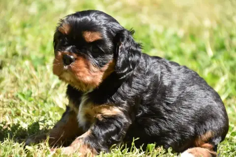 Cavalier King Charles Spaniel  Britney Du Repère Des  702cb