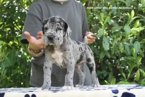 Dogue Allemand  Mâle Gbn Collier Noir Du Clos Du Bonh 1ffbb