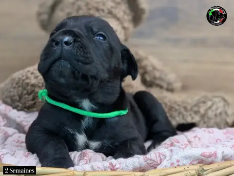 Cane Corso  Collier Vert De La Treizieme Legion photo 2