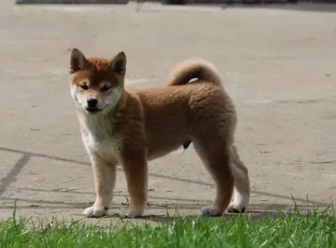 Shiba  Bushiro Des Brumes De Brocéliande