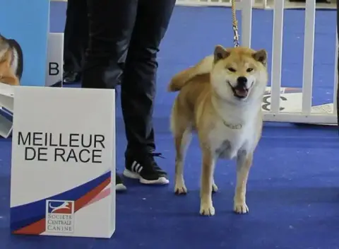 Shiba  Chiot 1 Ed Des Leus Altiers photo 2