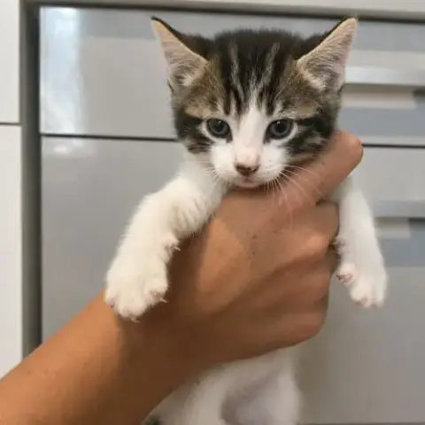 Chaton Cactus