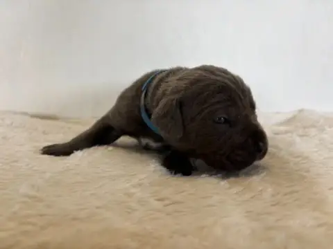 Cane Corso  Collier Bleu Arvernmolosse photo 2