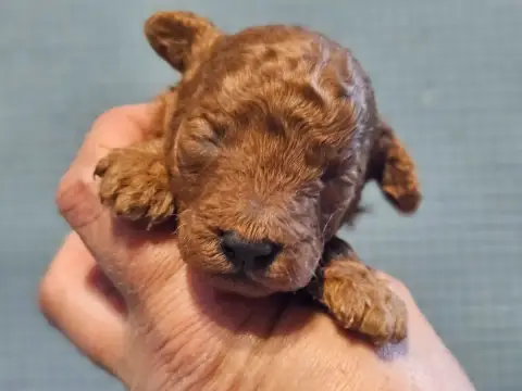 Caniche  Chiot N°2 De L'Angelarde
