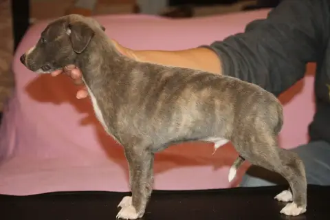 Whippet  Bradley De Tetiaroa photo 3
