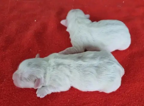 Coton De Tulear  Chiot N°4 Des Hirondelles Du Voyage c9775 photo 2