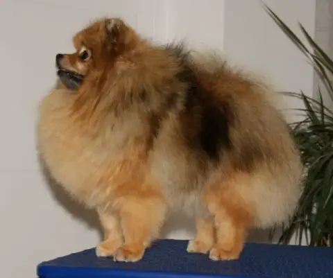 Spitz Allemand  Bisounours Du Royaume Des Bouts De Ch 27f81 photo 3