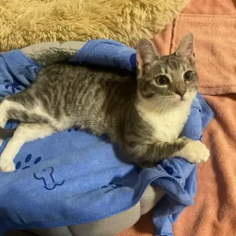 Assia Une Adorable Puce Qui A Droit Au Bonheur