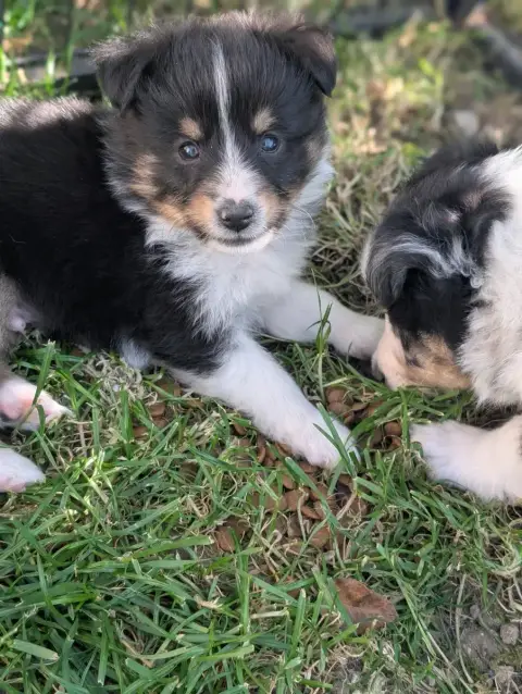 Shetland Sheepdog  Chiot N°6 De L'Arche De Sarah