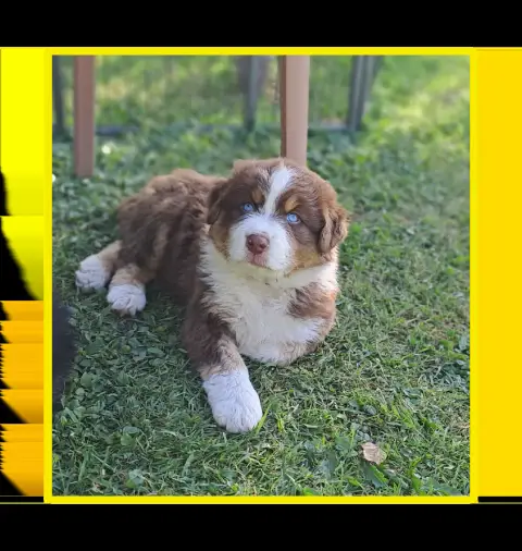 Berger Australien  Mr Jaune Rouge Tri Yeux Bleus Des  f26d8 photo 2