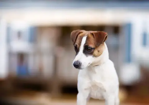 Jack Russell Terrier  Chiot N°3 Du Mont Des Sapins Bl cf21b photo 3