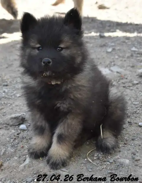 Eurasier  Berkana Bourbon Des Crinières De Feu