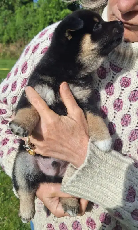 Shiba  Chiot N°2 Du Sceau- photo 2