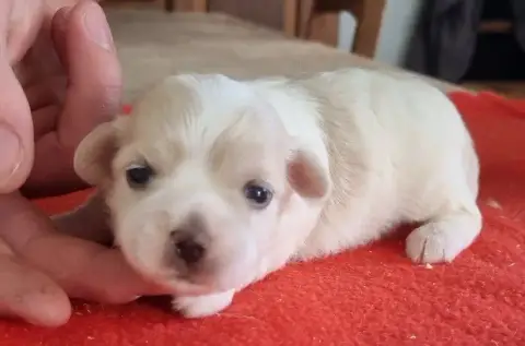 Coton De Tulear  Chiot N°2 Des Hirondelles Du Voyage ef2db