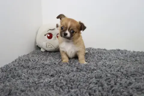Chihuahua  Poil Long Fauve De La Grande Equinoxe