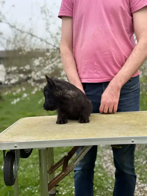 Scottish Terrier  Fille Bringée Foncée Gabéric'S photo 2