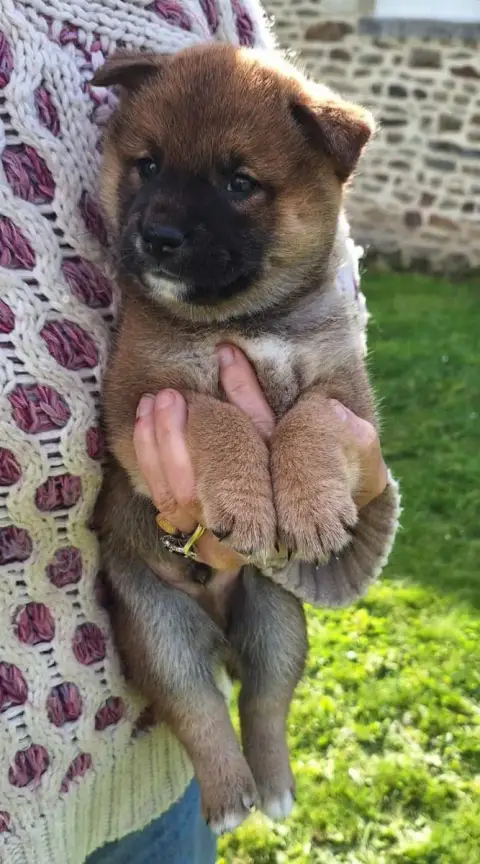 Shiba  Chiot N°6 Du Sceau- photo 2