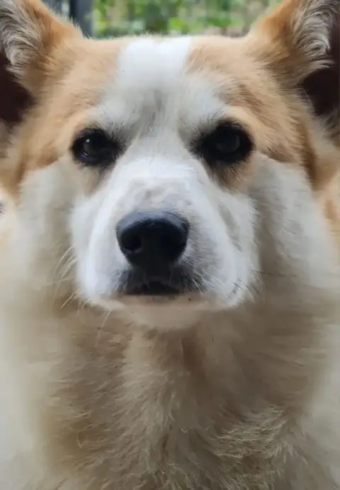 Welsh Corgi Pembroke  B... De Paline photo 3