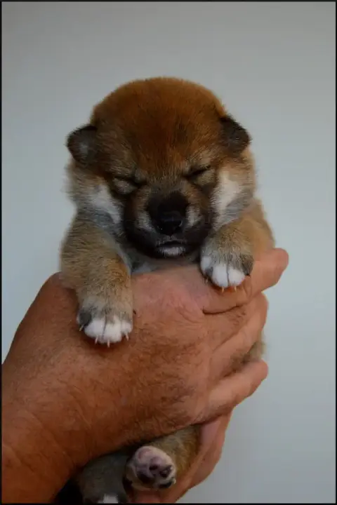 Shiba  Chiot N°2 De L'Empire Des Samouraïs photo 2