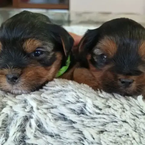 Chiots Yorkshire Terrier