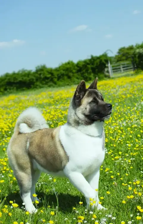 Akita Americain  Chiot N°1 Du Grand Cèdre Bleu photo 3