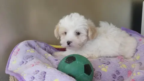 Adopter Coton De Tulear 
                        Chiot N°1 Du bf9cf