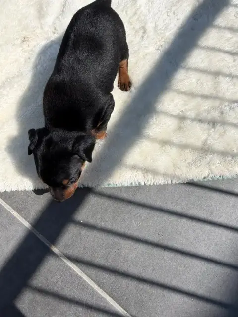 Pinscher Nain  Chiot N°5 photo 3